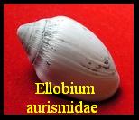 Ellobium aurismidae, Linné 1758 